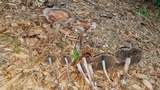 Panaeolus cinctulus image