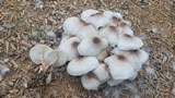 Leucoagaricus meleagris image