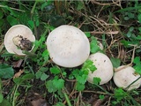 Calocybe gambosa image