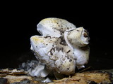 Amanita magniverrucata image