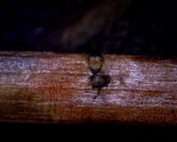 Mycosphaerella pini image