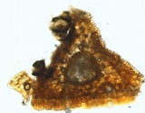 Mycosphaerella pini image