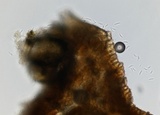 Mycosphaerella pini image