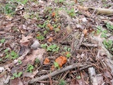 Gyromitra korfii image