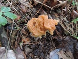 Gyromitra korfii image