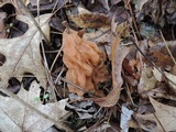 Gyromitra korfii image