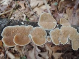 Cerrena unicolor image