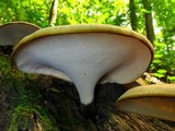 Royoporus badius image