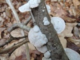 Cerrena unicolor image