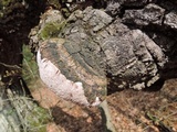 Phellinus igniarius image