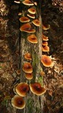 Royoporus badius image