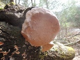 Phellinus igniarius image