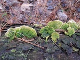 Cerrena unicolor image