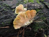 Cerrena unicolor image