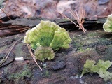 Cerrena unicolor image