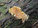Cerrena unicolor image