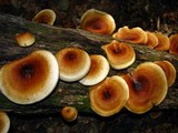 Royoporus badius image