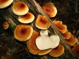 Royoporus badius image
