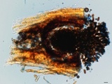 Sphaeropsis sapinea image