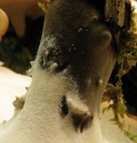 Royoporus badius image