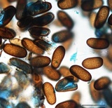 Sphaeropsis sapinea image
