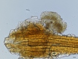 Kabatina juniperi image