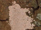 Aleurodiscus disciformis image