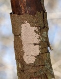 Aleurodiscus disciformis image