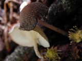 Coprinellus domesticus image