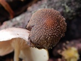 Coprinellus domesticus image