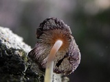 Coprinellus domesticus image