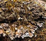 Physconia detersa image