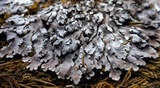 Physconia detersa image
