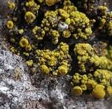 Candelariella vitellina image