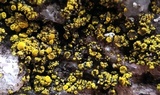 Candelariella vitellina image