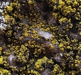Candelariella vitellina image