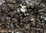 Buellia badia image