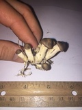 Agrocybe sororia image