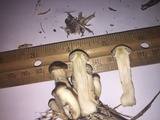Agrocybe sororia image
