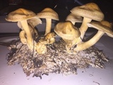 Agrocybe sororia image