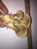 Agrocybe sororia image