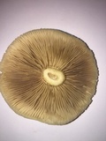 Agrocybe sororia image