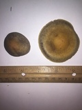 Agrocybe sororia image