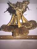 Agrocybe sororia image