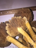 Agrocybe sororia image