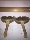 Agrocybe sororia image