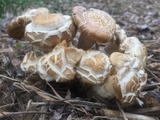 Agrocybe sororia image