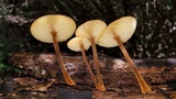 Xeromphalina tenuipes image