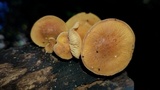 Xeromphalina tenuipes image