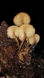 Xeromphalina tenuipes image